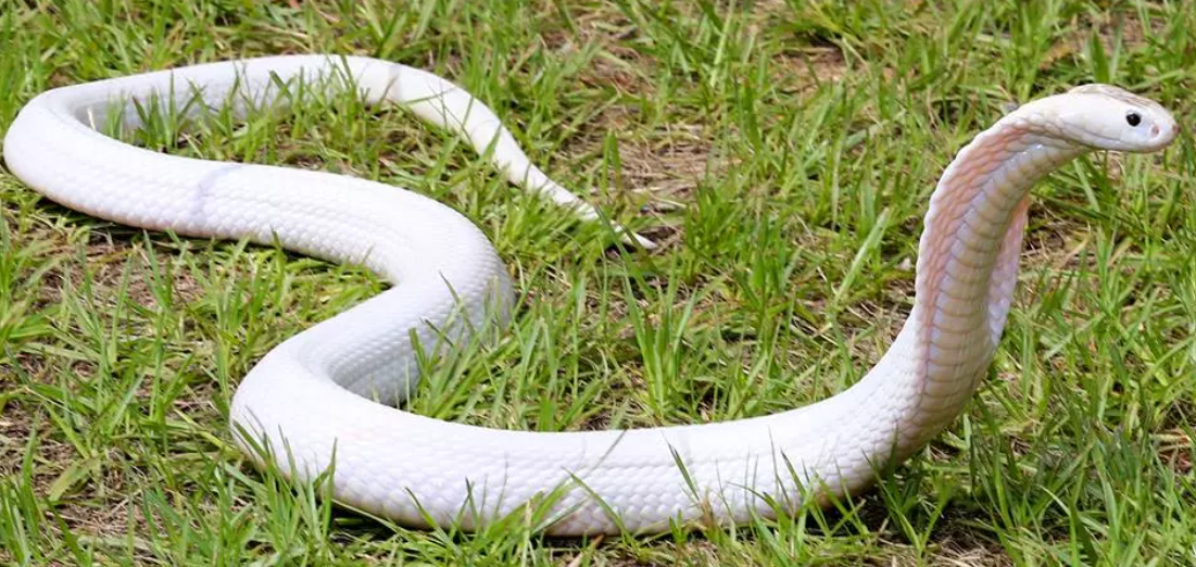 Nằm mơ thấy rắn màu trắng là điềm báo tốt hay xấu?